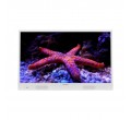 LED 80CM  32DMD22HW HD  ANDROID  SUR BATTERIE BLANC E DAEWOO
